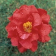Vi Henderson